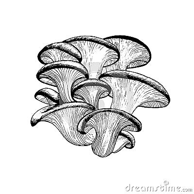 Vector drawing of oyster mushrooms Stock Photo