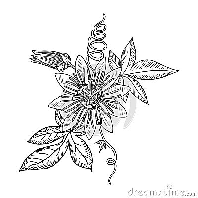 vector drawing passion flower Vector Illustration