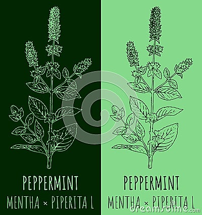 Vector drawing PEPPERMINT. Hand drawn illustration. The Latin name is MENTHA PIPERITA L Vector Illustration