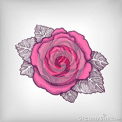 Vector drawing of pink rose Vector Illustration