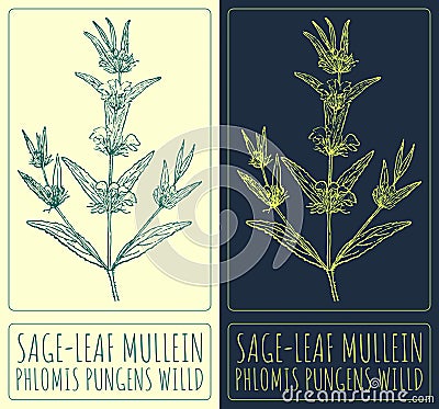 Vector drawing SAGE-LEAF MULLEIN. Hand drawn illustration. The Latin name is PHLOMIS PUNGENS WILLD Vector Illustration