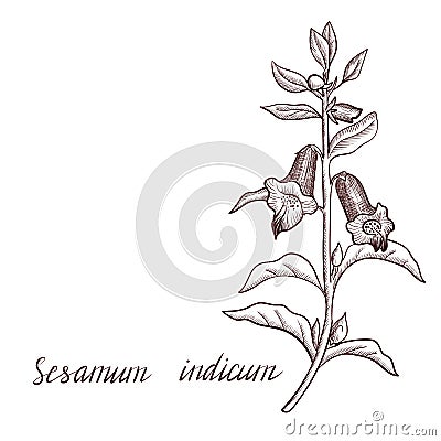 Vector drawing sesame plant Vector Illustration