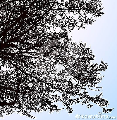 Vector drawing of silhouettes tree branches in winter season Vector Illustration