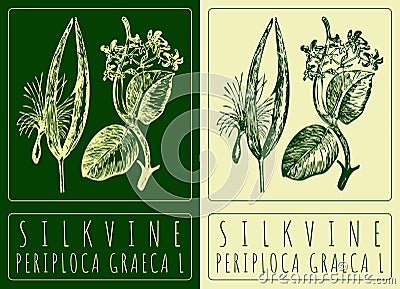 Vector drawing SILKVINE. Hand drawn illustration. The Latin name is PERIPLOCA GRAECA L Vector Illustration