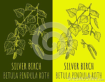 Vector drawing SILVER BIRCH. Hand drawn illustration. The Latin name is BETULA PENDULA ROTH Cartoon Illustration