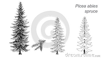 Vector drawing of spruce (Picea abies) Vector Illustration