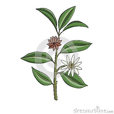 vector drawing star anice branch Cartoon Illustration