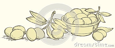 Vector drawing. Still life of bowl with fruits and olives sprigs Vector Illustration