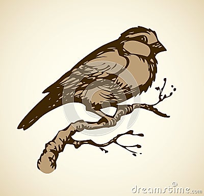 Vector drawing. Tits, sparrows and bullfinches on branches Vector Illustration