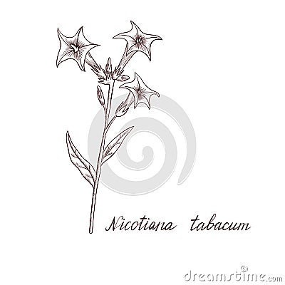 Vector drawing tobacco plant Vector Illustration