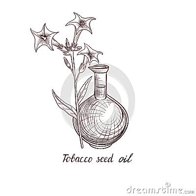 Vector drawing tobacco seed oil Vector Illustration