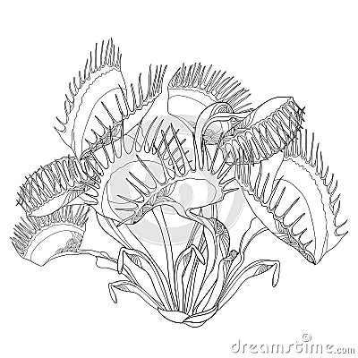 Vector drawing of Venus Flytrap or Dionaea muscipula with open and close trap in black isolated on white background. Vector Illustration