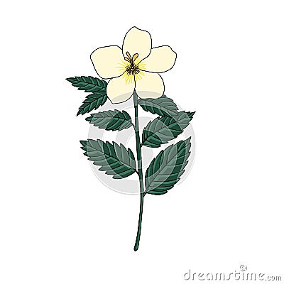 Vector drawing white buttercup Vector Illustration