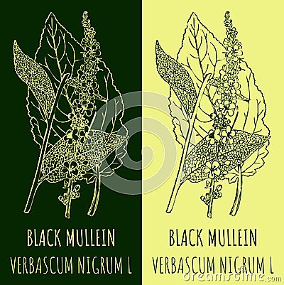 Vector drawings BLACK MULLEIN. Hand drawn illustration. Latin name VERBASCUM NIGRUM L Vector Illustration