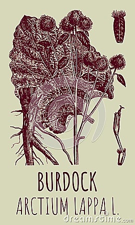 Vector drawings of BURDOCK. Hand drawn illustration. Latin name ARCTIUM LAPPA L Cartoon Illustration