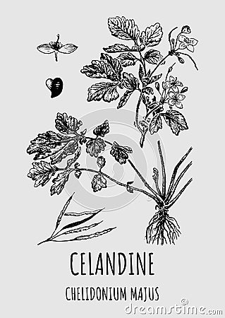 Vector drawings of CELANDINE. Hand drawn illustration. Latin name CHELIDONIUM MAJUS Vector Illustration