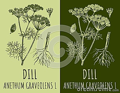 Vector drawings DILL. Hand drawn illustration. Latin name ANETHUM GRAVEOLENS L Cartoon Illustration