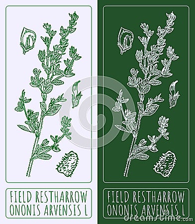 Vector drawings FIELD RESTHARROW. Hand drawn illustration. Latin name ONONIS ARVENSIS L Cartoon Illustration