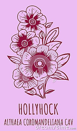 Vector drawings HOLLYHOCK. Hand drawn illustration. Latin name ALTHAEA COROMANDELIANA Cartoon Illustration