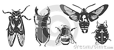 Vector. Cicada, stag beetle, bumblebee, night moth, ladybug Vector Illustration