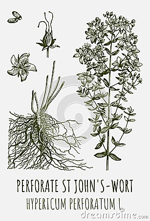 Vector drawings of Perforate St John's-wort. Hand drawn illustration. Latin name HYPERICUM PERFORATUM Cartoon Illustration