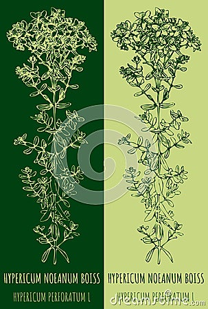 Vector drawings Perforate St Johns wort. Hand drawn illustration. Latin name HYPERICUM PERFORATUM Vector Illustration