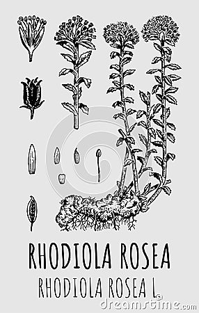 Vector drawings of Rhodiola rosea. Hand drawn illustration. Latin name RHODIOLA ROSEA L Cartoon Illustration