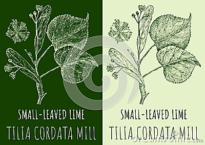 Vector drawings SMALL-LEAVED LIME. Hand drawn illustration. Latin name TILIA CORDATA MILL Cartoon Illustration