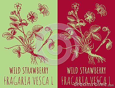 Vector drawings WILD STRAWBERRY. Hand drawn illustration. Latin name FRAGARIA VESCA L Cartoon Illustration