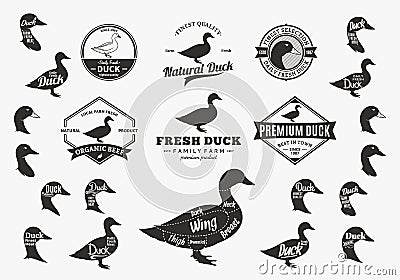 Vector Duck Logo, Icons, Charts and Design Elements Vector Illustration