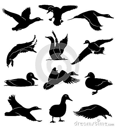 Vector ducks Stock Photo