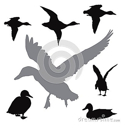 Vector ducks collection Vector Illustration