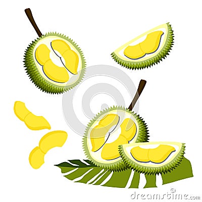 Vector Durian fruit isolated on white background Vector Illustration