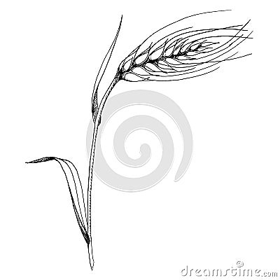 Vector ear of wheat. Black and white engraved ink art. Isolated spica illustration element. Vector Illustration