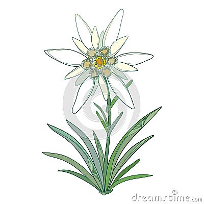 Vector Edelweiss or Leontopodium alpinum. Blooming flower and green leaves isolated on white background. Symbol of Alp Mountains. Vector Illustration