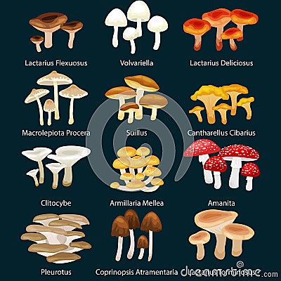 Vector edible natural mushrooms in nature set, organic vegetable food collection of illustrations, forest Vector Illustration