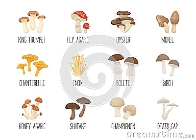 Vector Edible and Poisonous Inedible Mushrooms. Hand Drawn Cartoon Mushroom Icon Set. Different Mushrooms Isolated on Vector Illustration