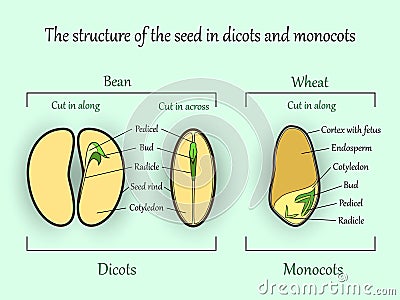 Vector education botany banner, structure monocot and dicot plant seeds in cut sections. Agriculture biology science illustration. Vector Illustration