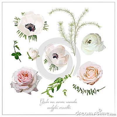 Vector elements flower collection of Pink white garden rose and Vector Illustration