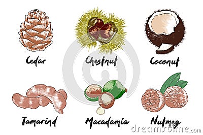 Vector engraved organic exotic fruits and nuts collection for posters, decoration, packaging, menu, logo. Vector Illustration