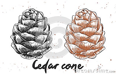 Hand drawn sketch of cedar cone in monochrome and colorful. Detailed vegetarian food drawing. Vector Illustration