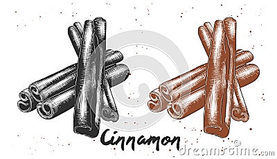 Hand drawn sketch of cinnamon in monochrome and colorful. Detailed vegetarian food drawing. Vector Illustration