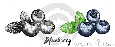 Hand drawn sketch of blueberry in monochrome and colorful. Detailed etching food drawing Vector Illustration