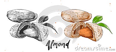 Hand drawn sketch of almond nuts in monochrome and colorful. Detailed etching food drawing Vector Illustration