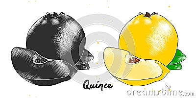 Hand drawn sketch of quince fruit in monochrome and colorful. Detailed vegetarian food drawing Vector Illustration