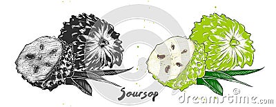 Hand drawn sketch of soursop or guanabana in monochrome and colorful. Detailed vegetarian food drawing Vector Illustration