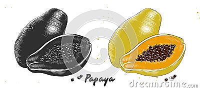 Hand drawn etching sketch of papaya in monochrome and colorful. Detailed vegetarian food linocut drawing Vector Illustration