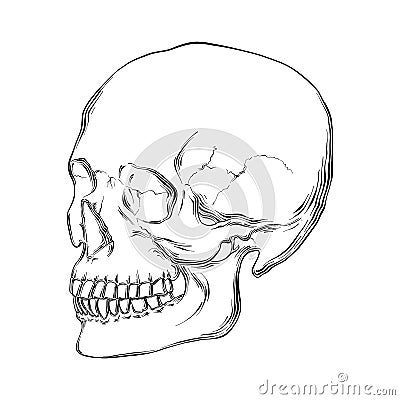 Hand drawn sketch of human skull in black isolated on white background. Detailed vintage etching style drawing. Vector Illustration