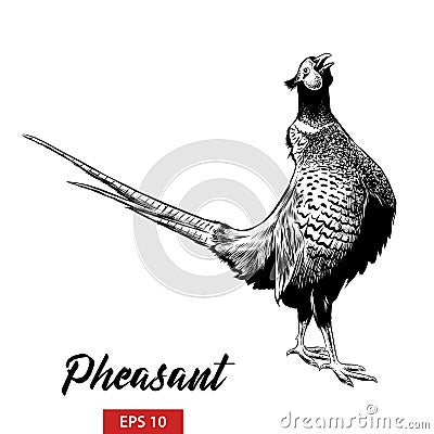 Hand drawn sketch of pheasant in black isolated on white background. Detailed vintage etching style drawing. Vector Illustration