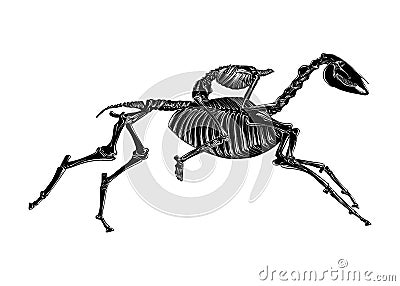 Hand drawn sketch of skeleton of headless horseman in black isolated on white background. Detailed vintage etching style drawing. Vector Illustration